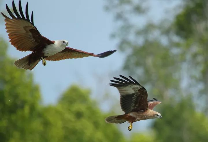 关于神秘之战:老鹰对决子弹,高潮迭起意外连连令人期待!的信息 关于神秘之战:老鹰对决子弹,高潮迭起意外连连令人期待!的信息