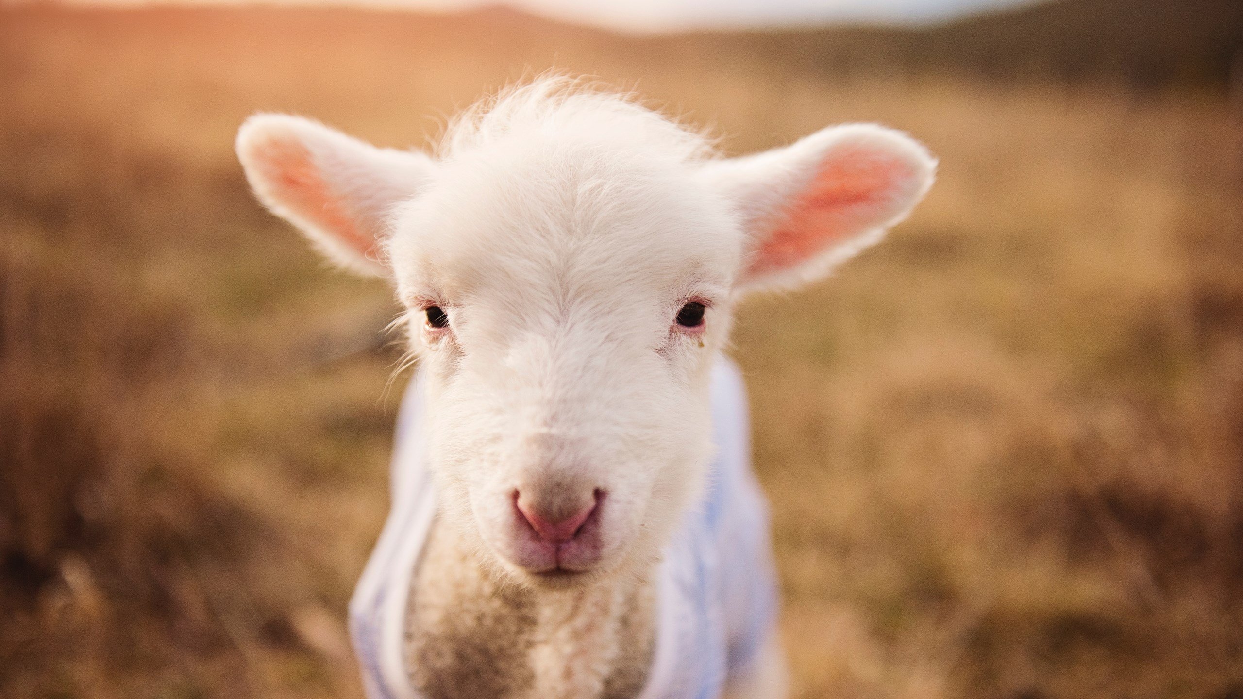 萨内点燃赛场，当克罗地亚风骨遭遇利物浦铁血，足球的唯一性在何处绽放？